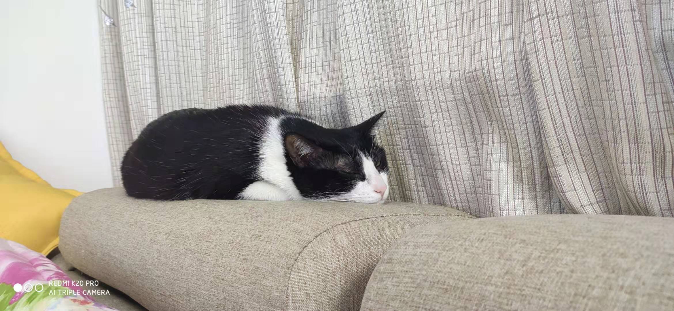 在家睡觉觉的小猪儿